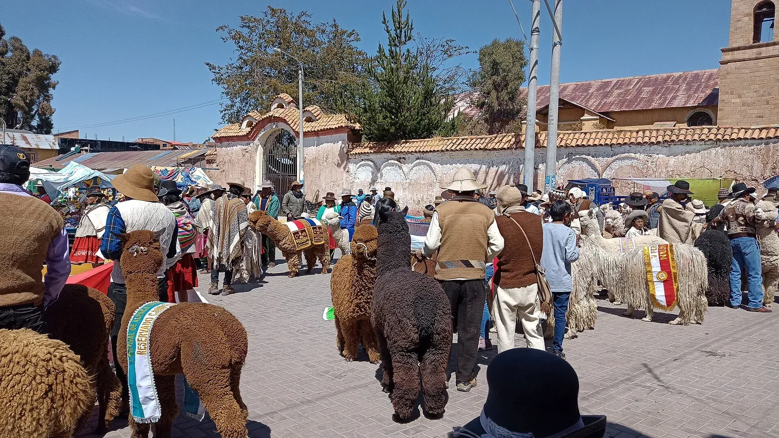 Alpacas and their handlers at National Alpaca Day in Nuñoa, Puno, Peru